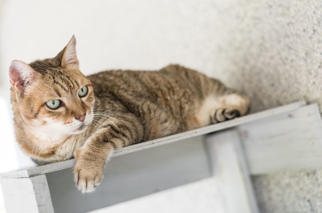 how to get cats to stop peeing