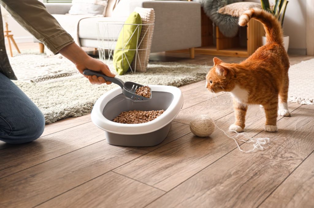 How to potty train a cat