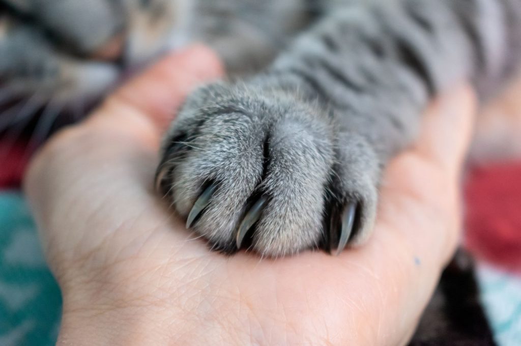 Training cats to use scratching posts