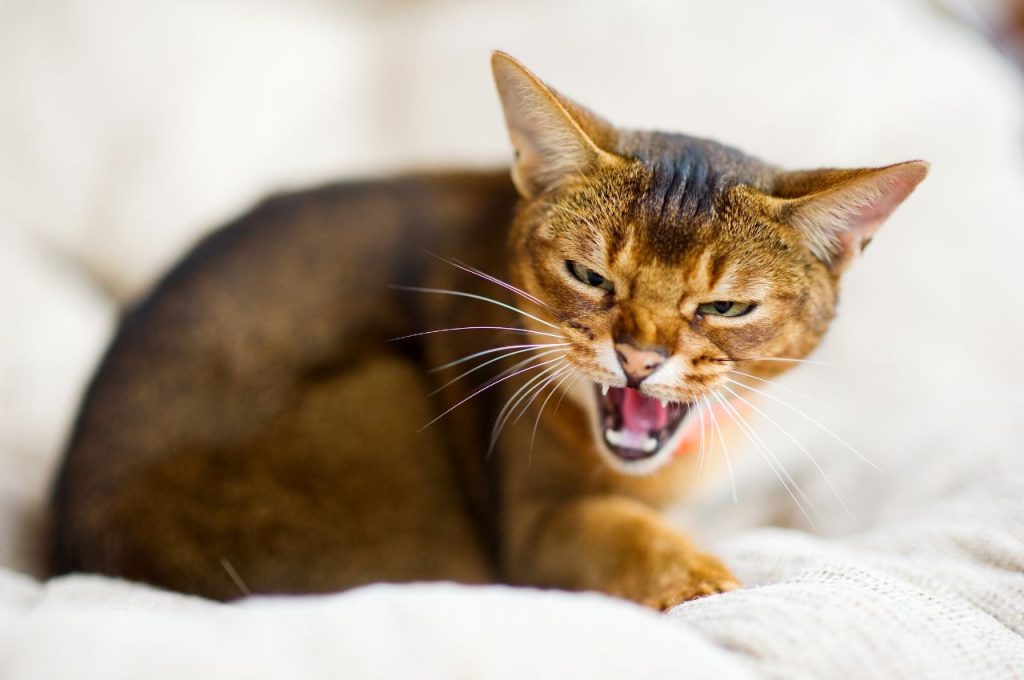 Cat behavior modification for aggression