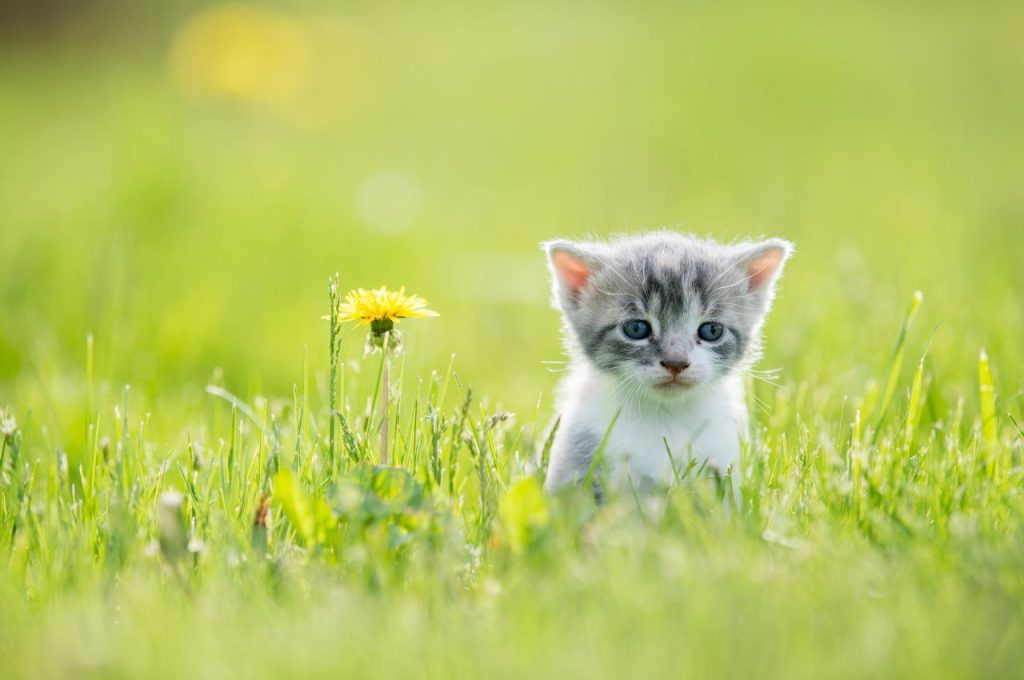 Cat behavior modification for tricks