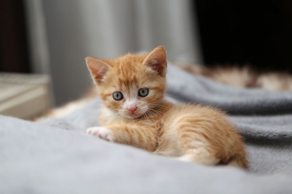 Teaching cats alternative behaviors