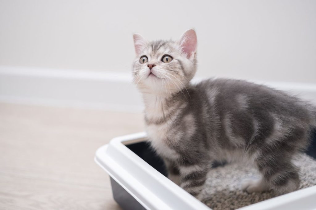 Creating a cat-friendly environment to prevent accidents