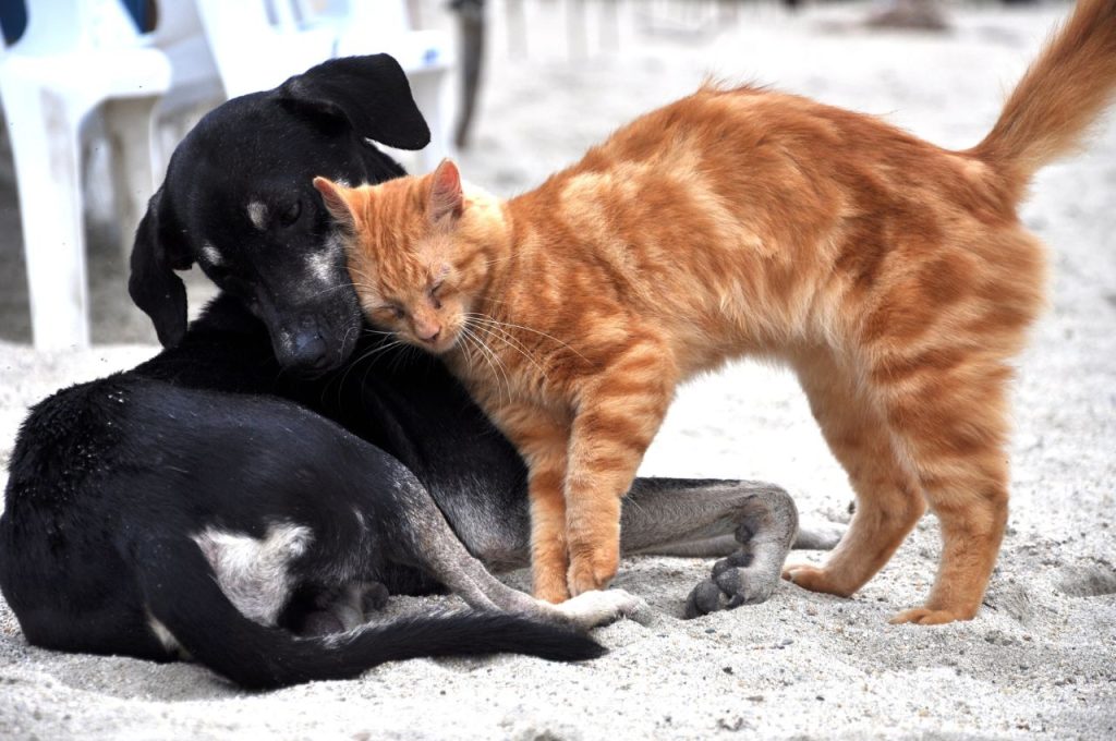 Redirecting dog attention from cats
