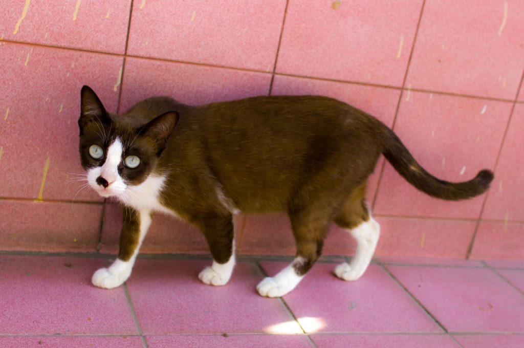 Veterinary guidance for underweight cats