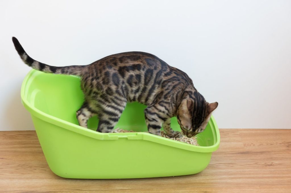 how to toilet train a cat