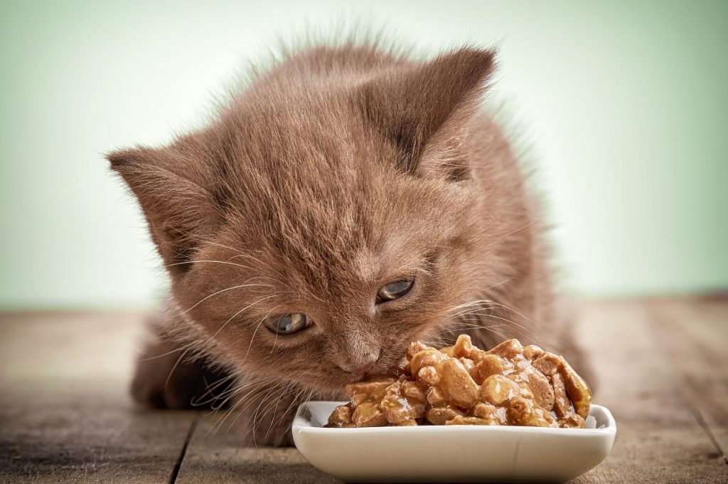 Balanced nutrition for cats needing to gain weight