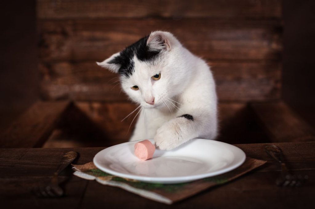 Risks of feeding certain human foods to cats