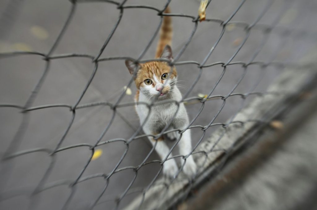 Utilizing technology to find a lost cat