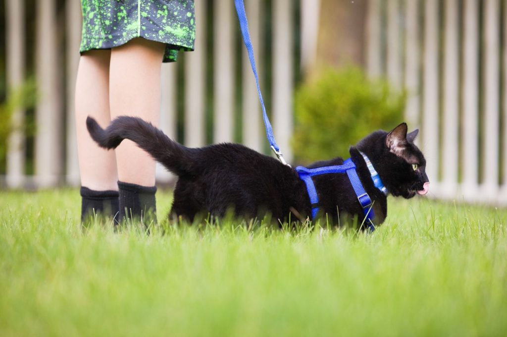 Leash Train a Cat