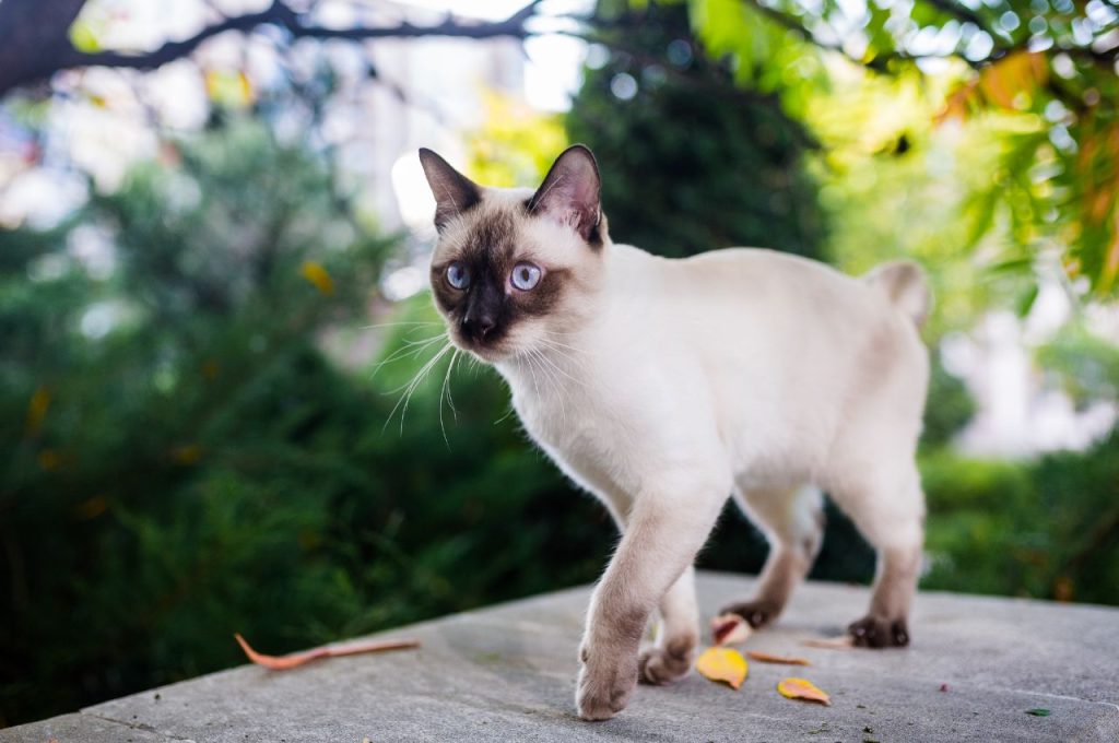 how to train a cat to behave