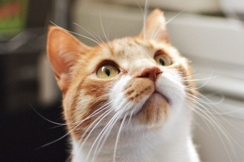 cat to stop meowing