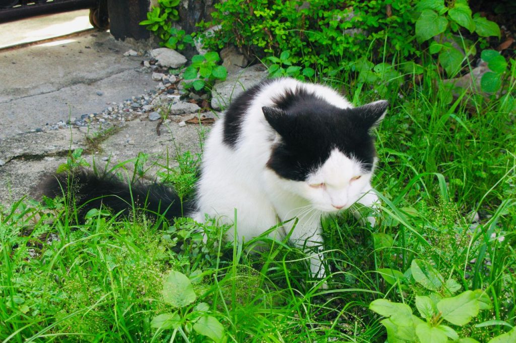 Preventing cat hairballs