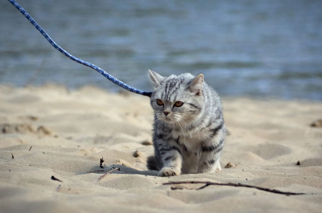 Cat harness training