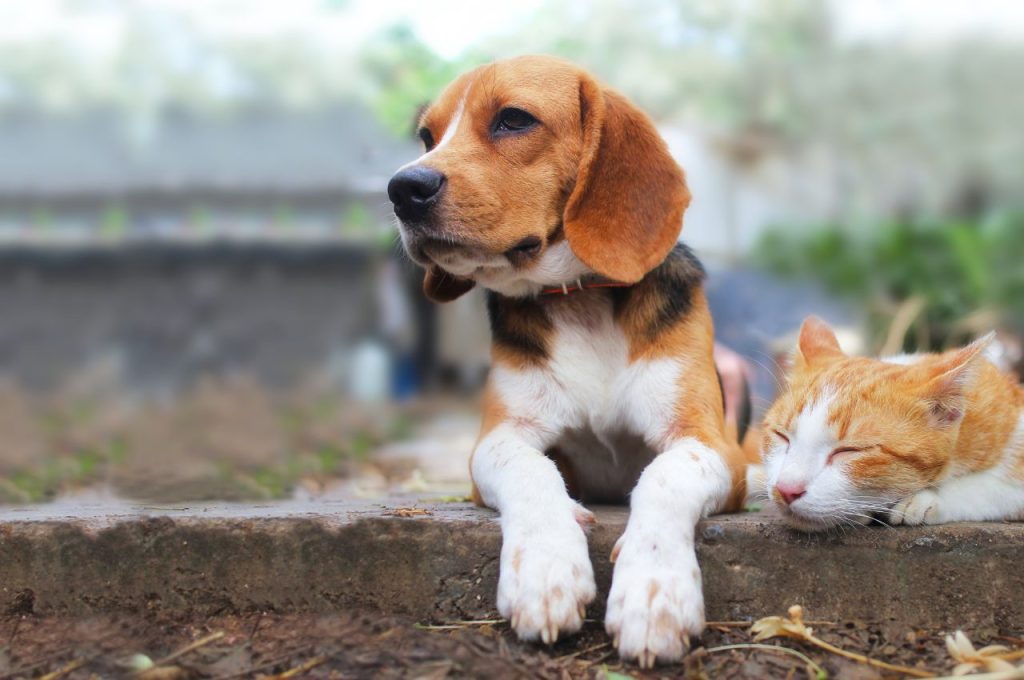 Socializing cats and dogs together