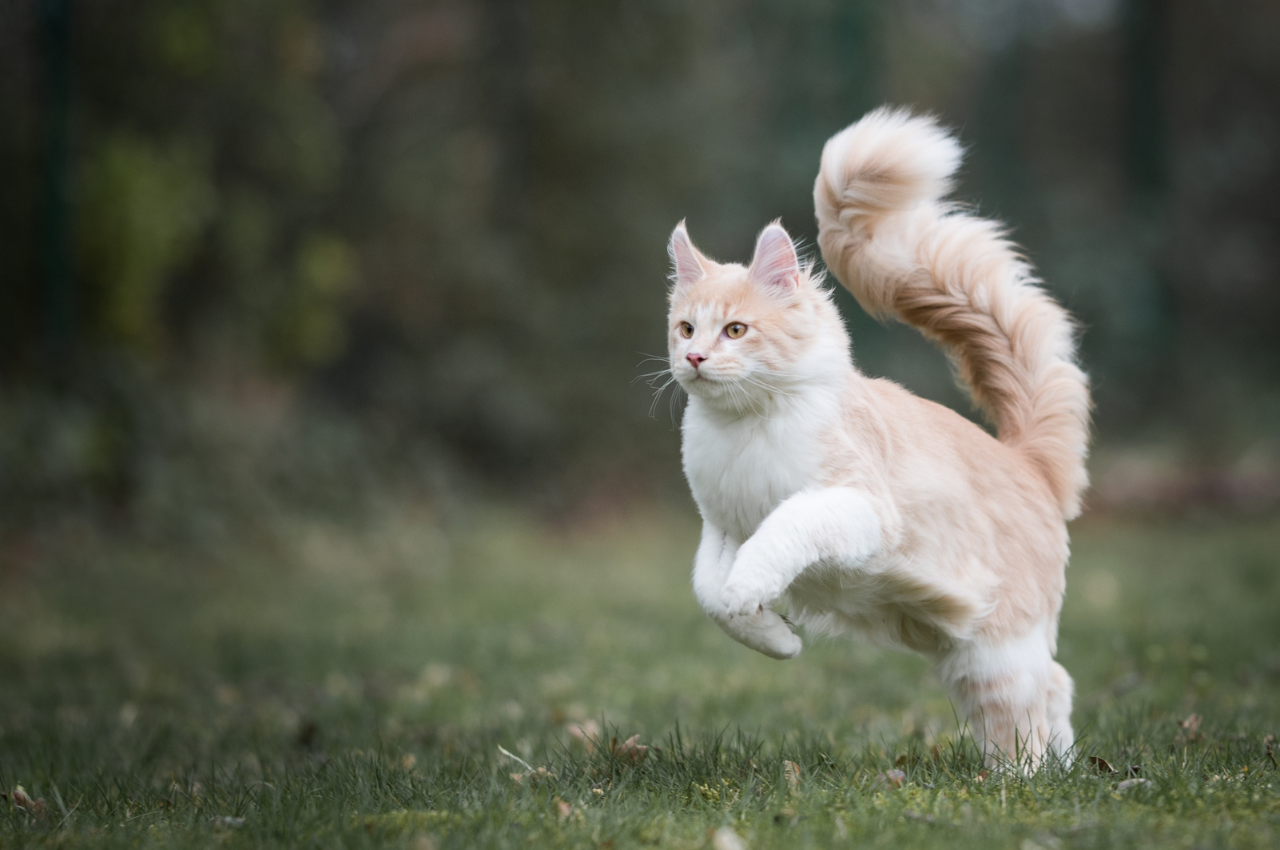 How do I keep my cat healthy?