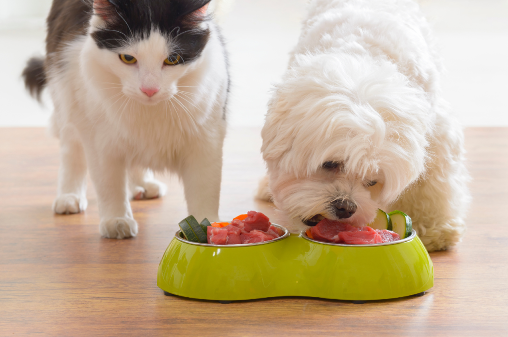 Organic cat food choices