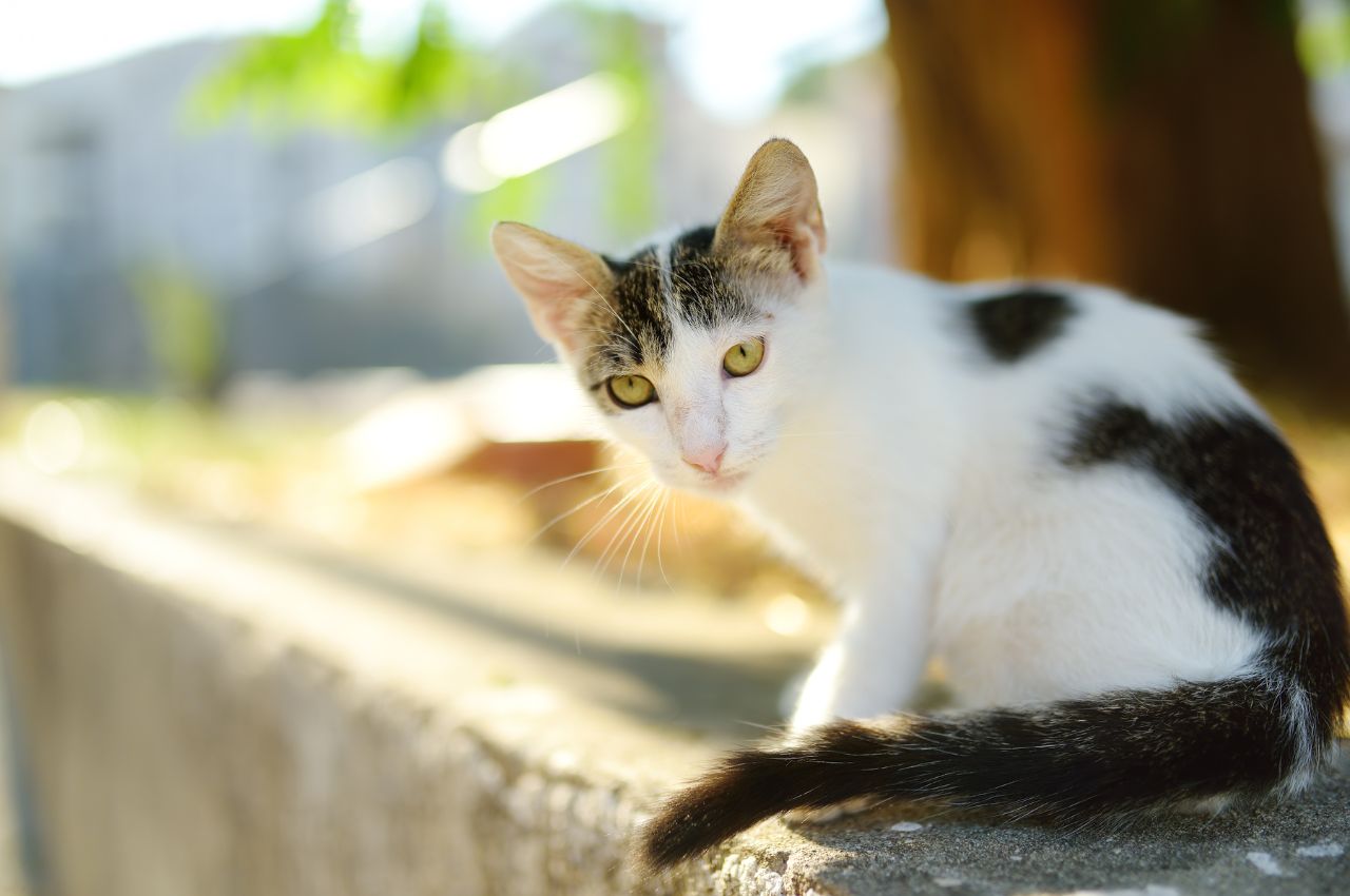 Searching techniques for lost outdoor cats