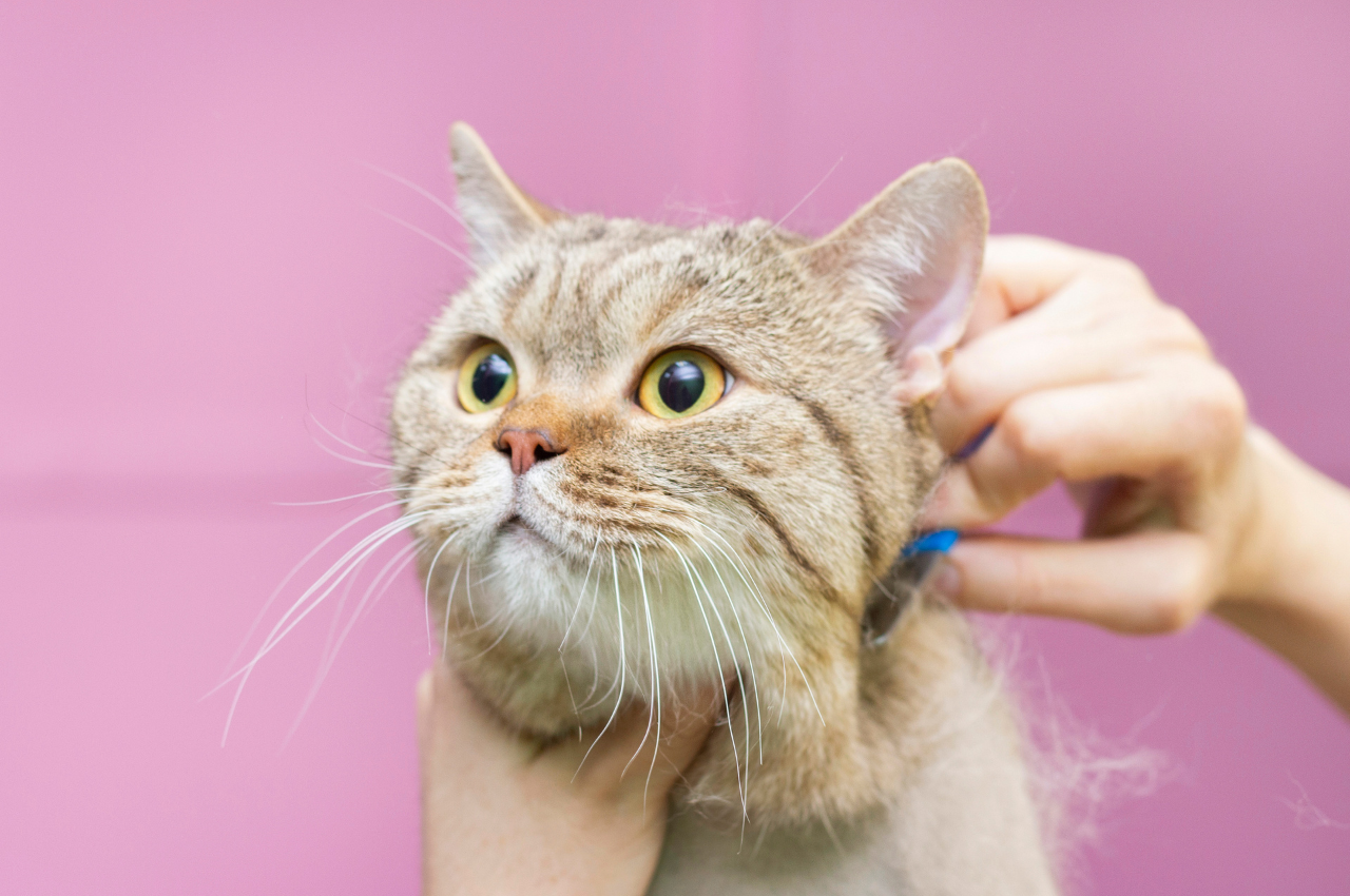 Health risks of cat hair