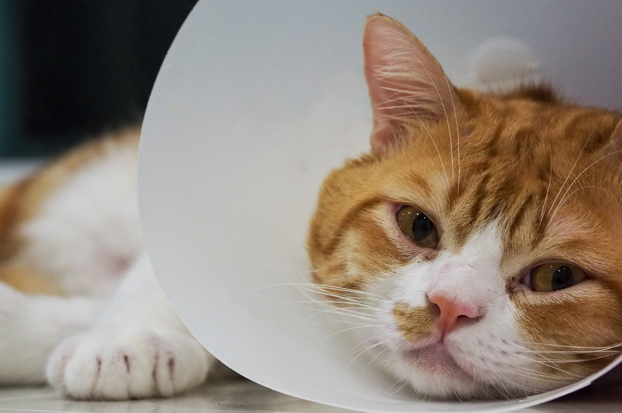 Human-to-cat transmission of illnesses
