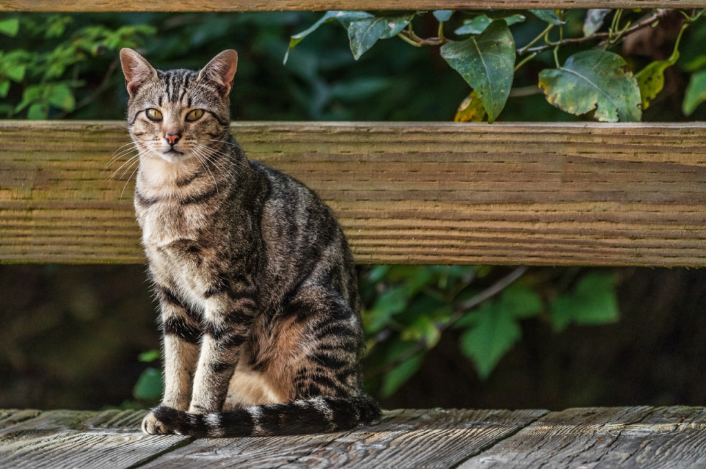 Outdoor training for cats