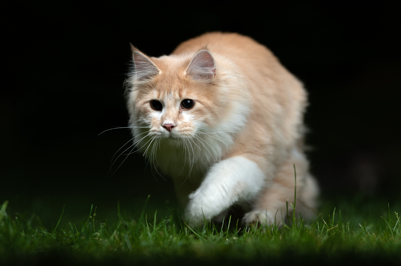 Cat behavior modification for nighttime