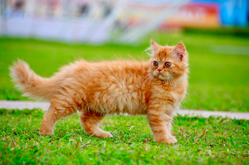 Teaching cats appropriate play behaviors