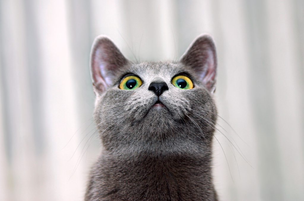 Cat obedience training techniques