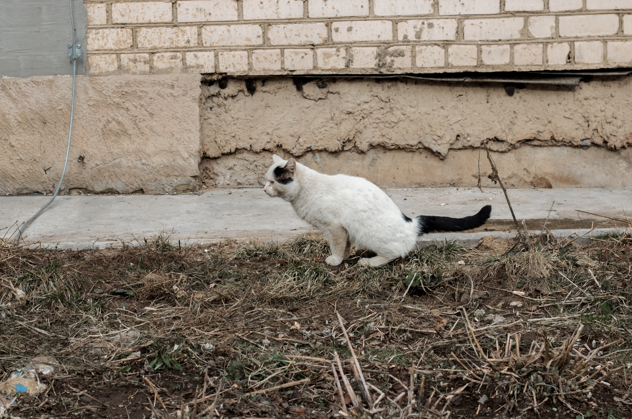 Outdoor litter training for cats