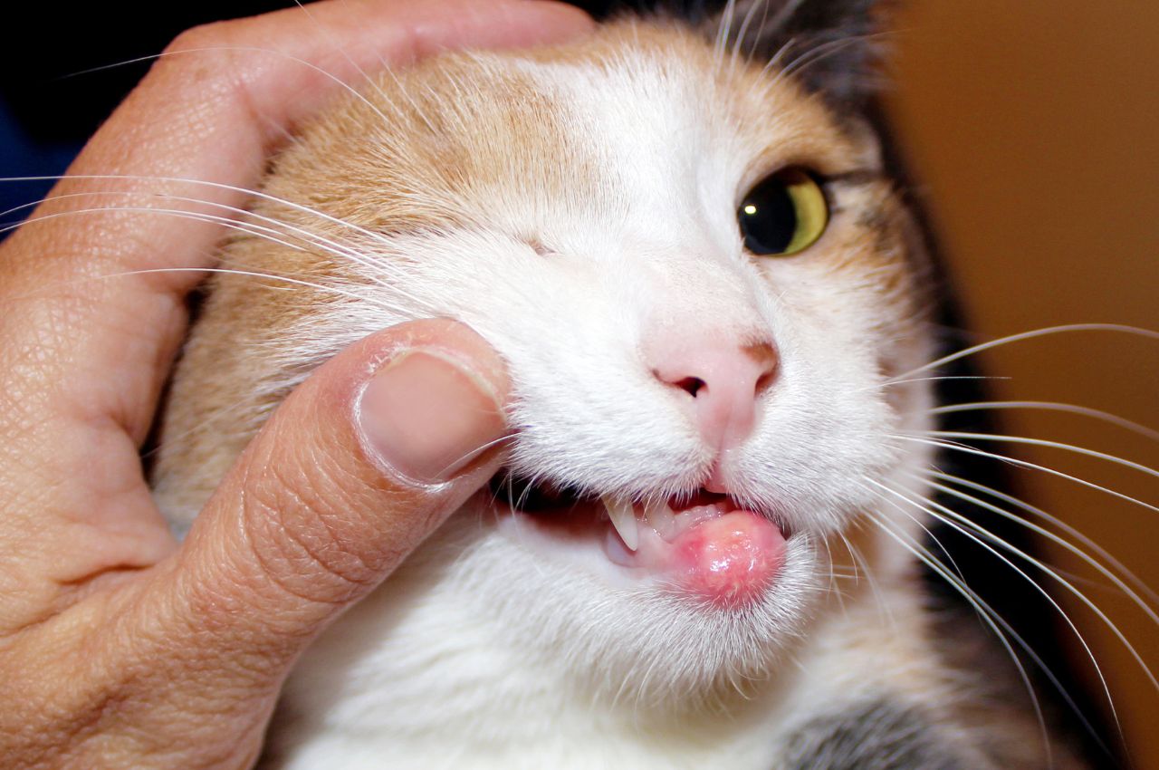 Managing cat allergies