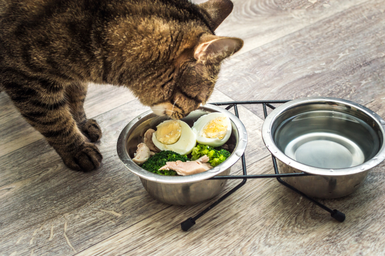 Natural cat food choices