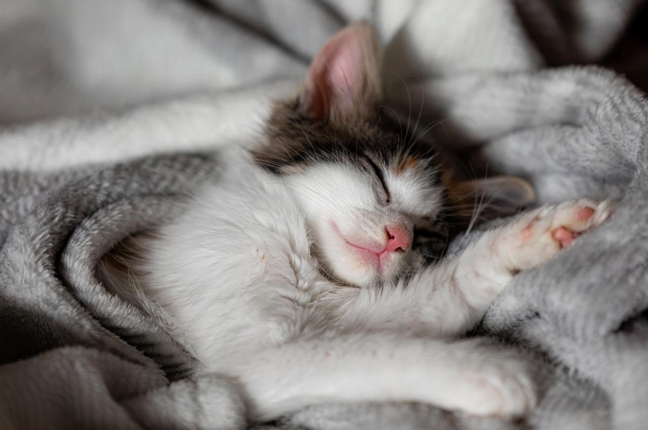 Providing alternative sleeping spots for cats