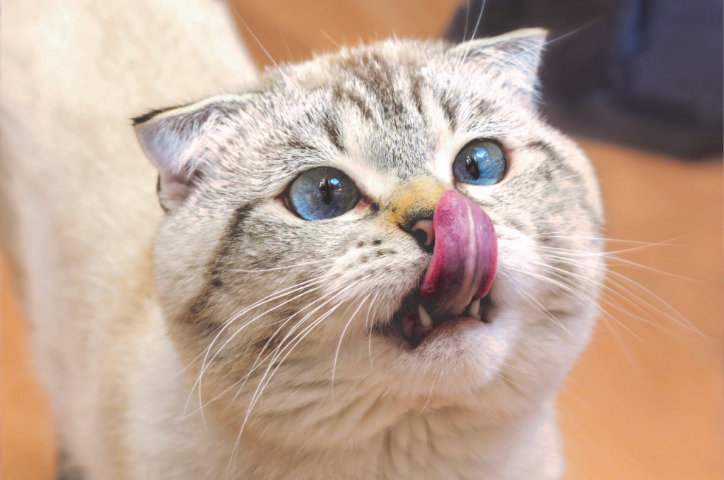 weight management cat food