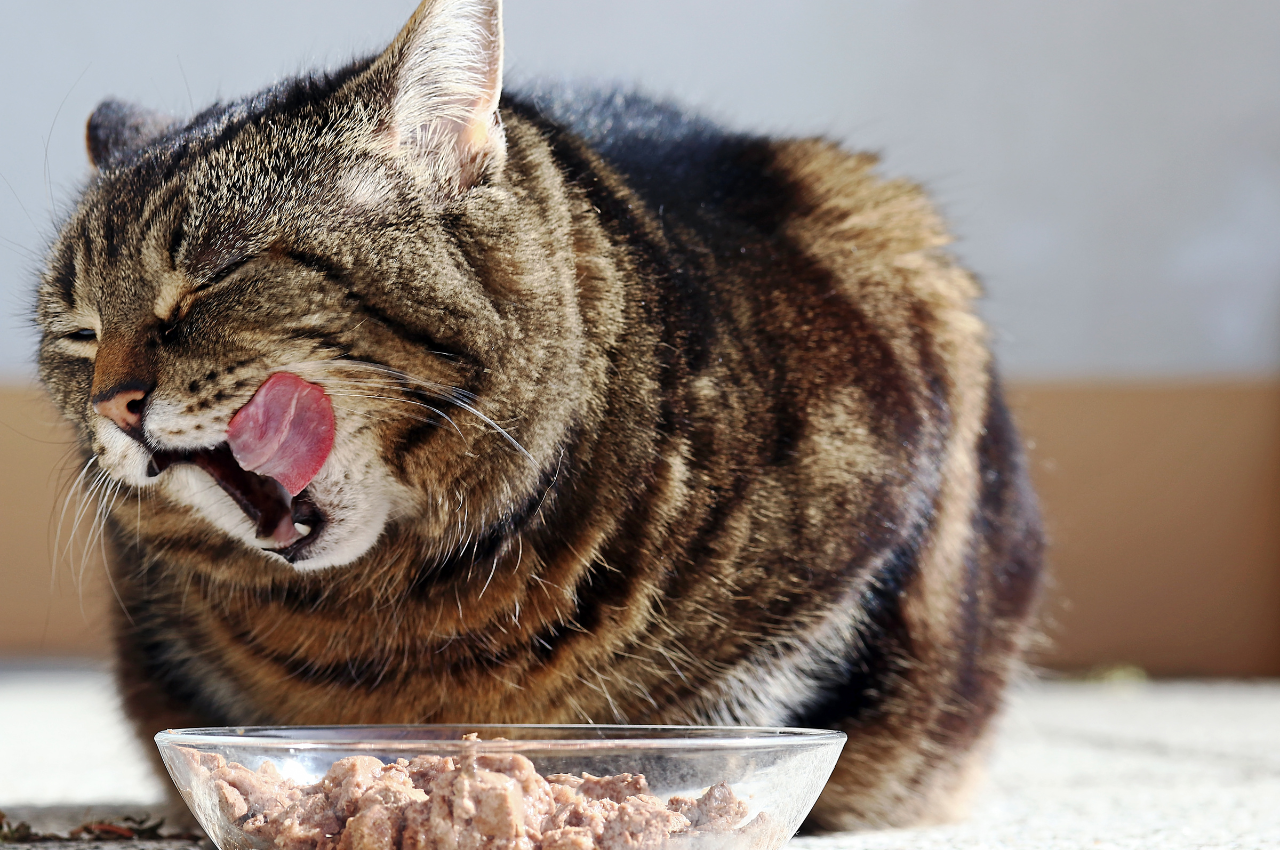 Weight loss cat food options