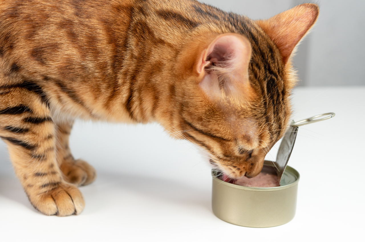 Top-rated canned cat food for slimming