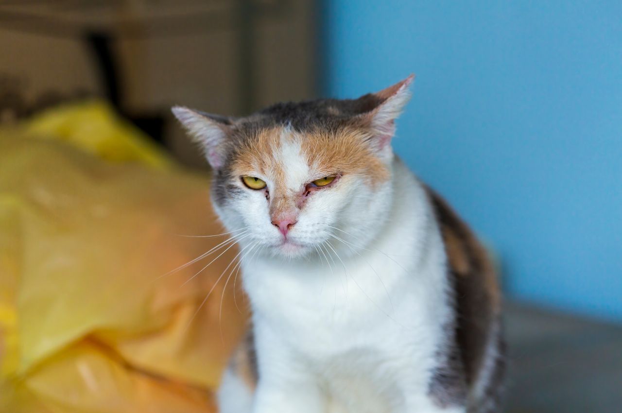 Eye irritation from cat allergens