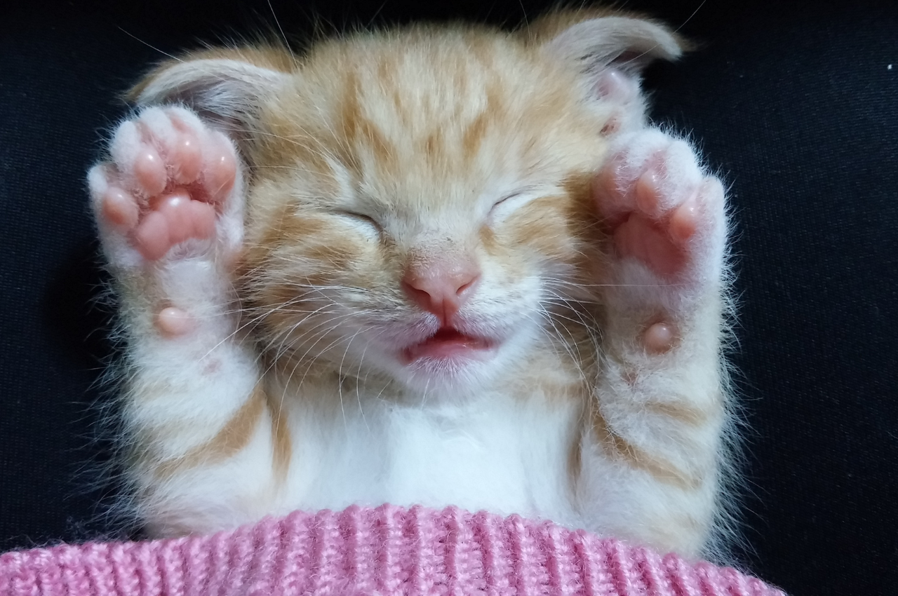what to do if my cat is too cute
