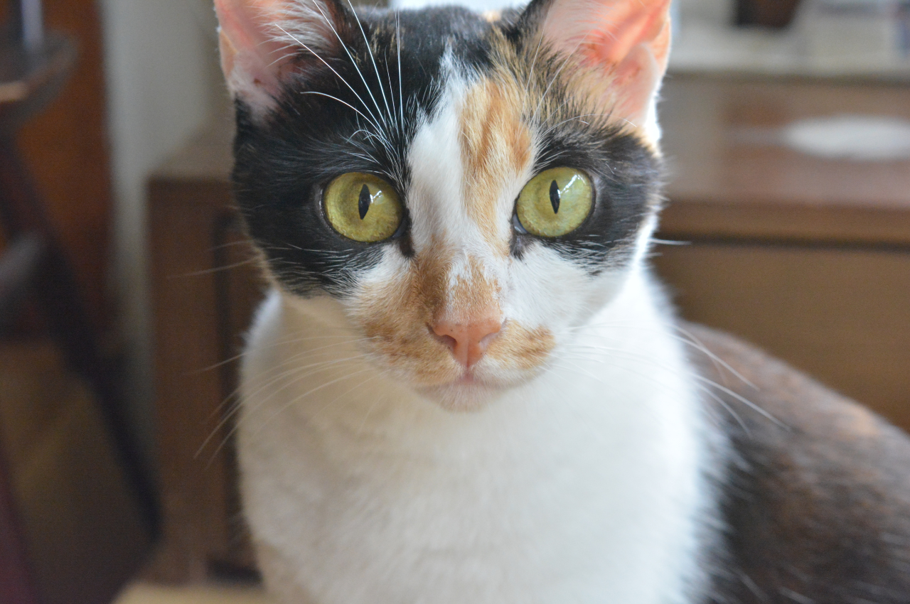 Popular cat names