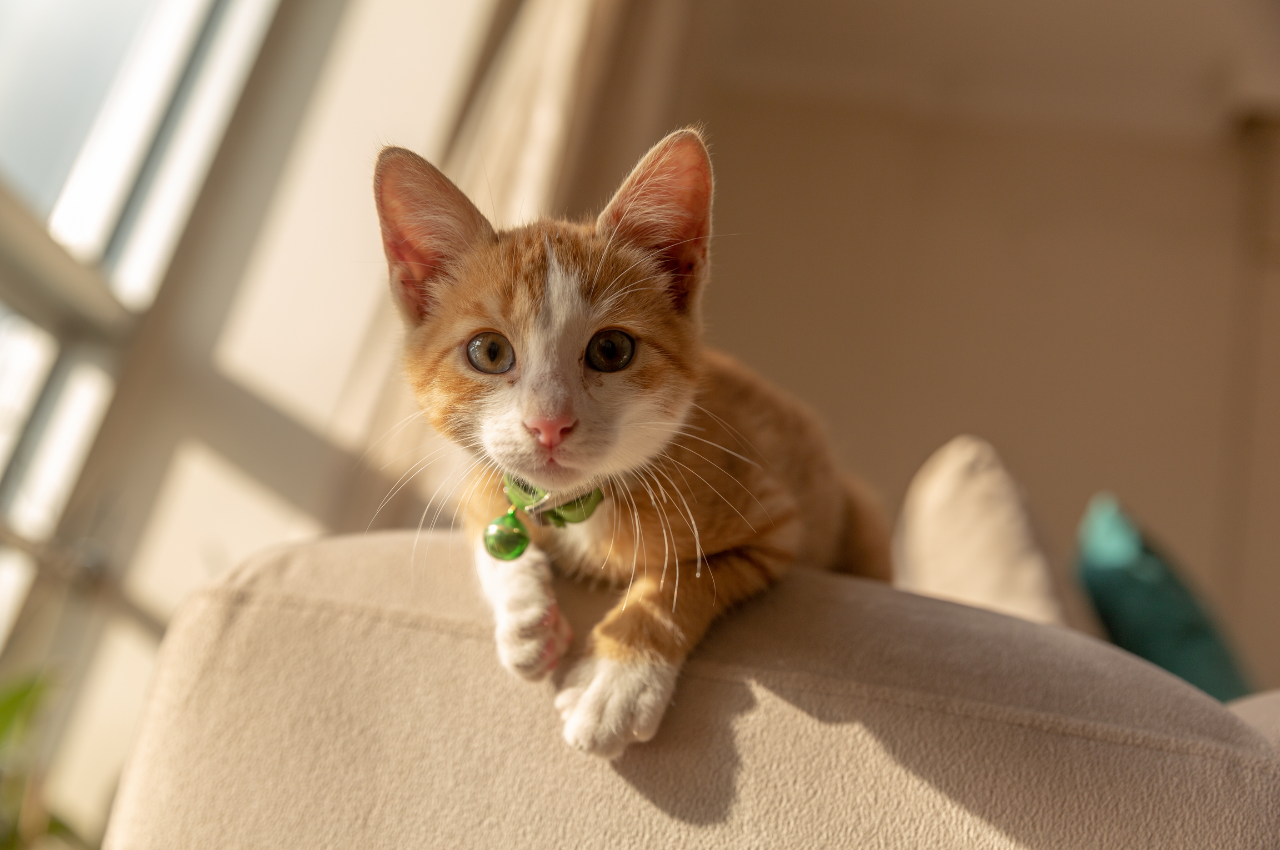 what is a unique name for a cat