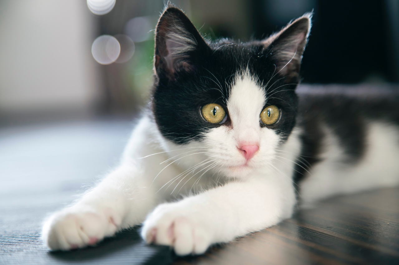 Popular cat names