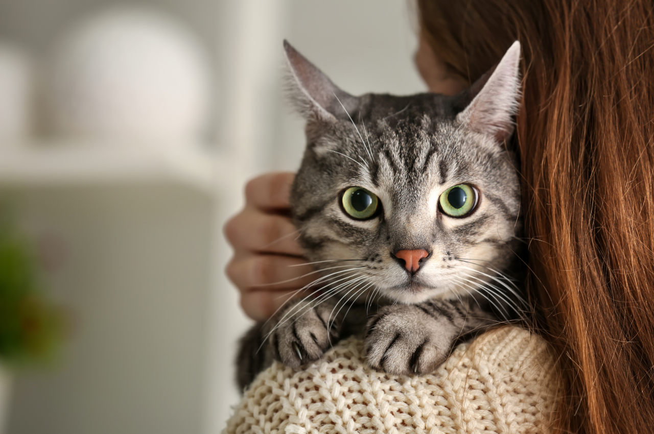 is it easier to take care of a cat or dog