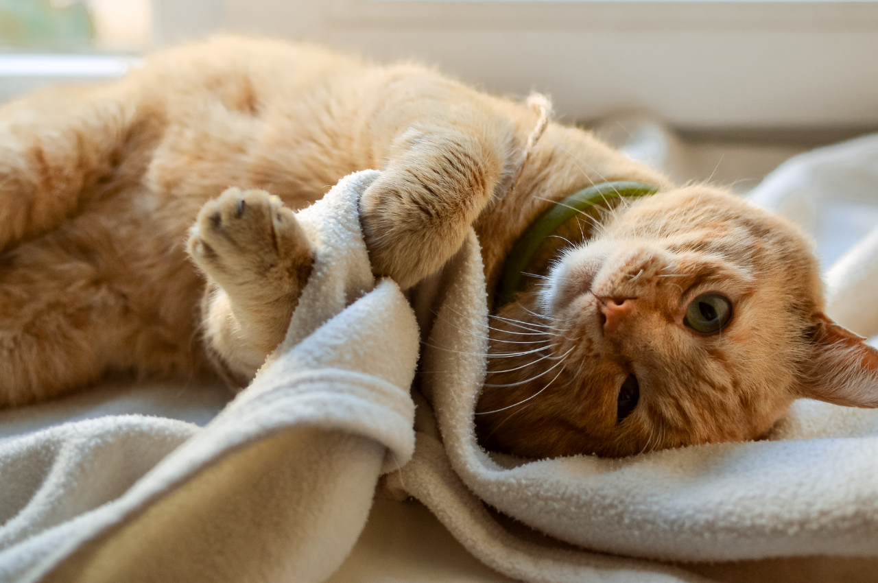 How do you keep a cat at home?