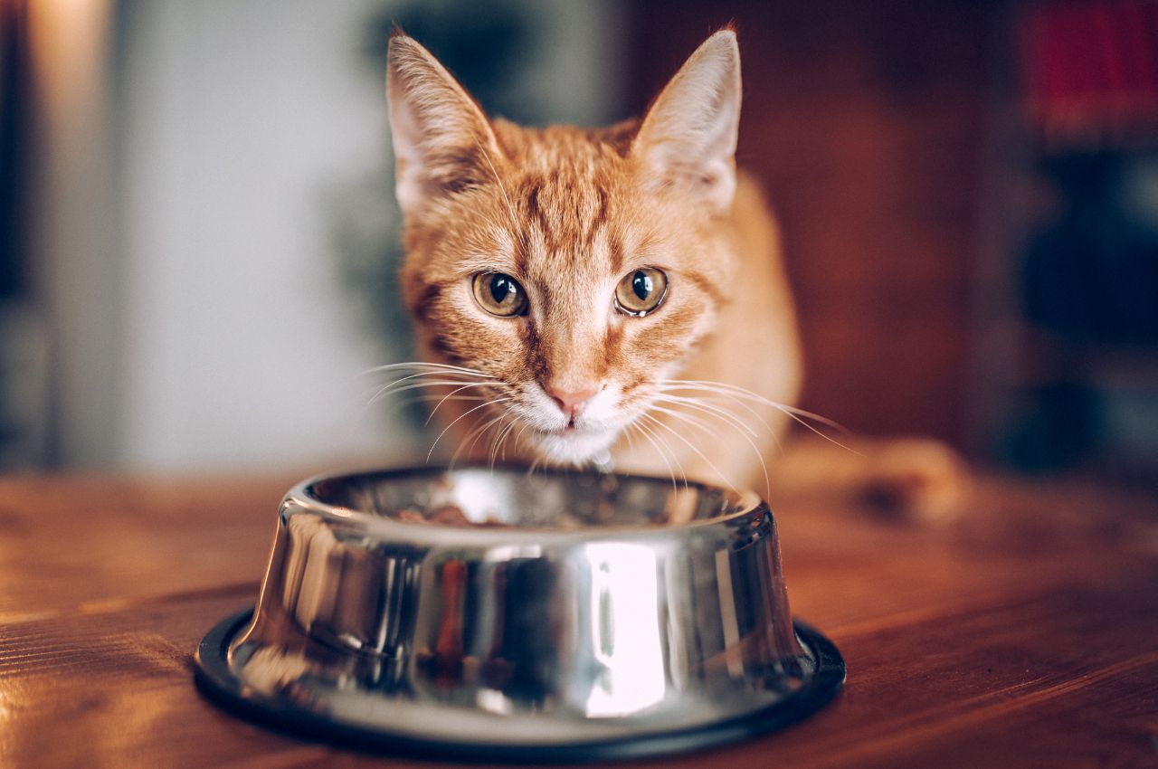 Encouraging appetite in cats