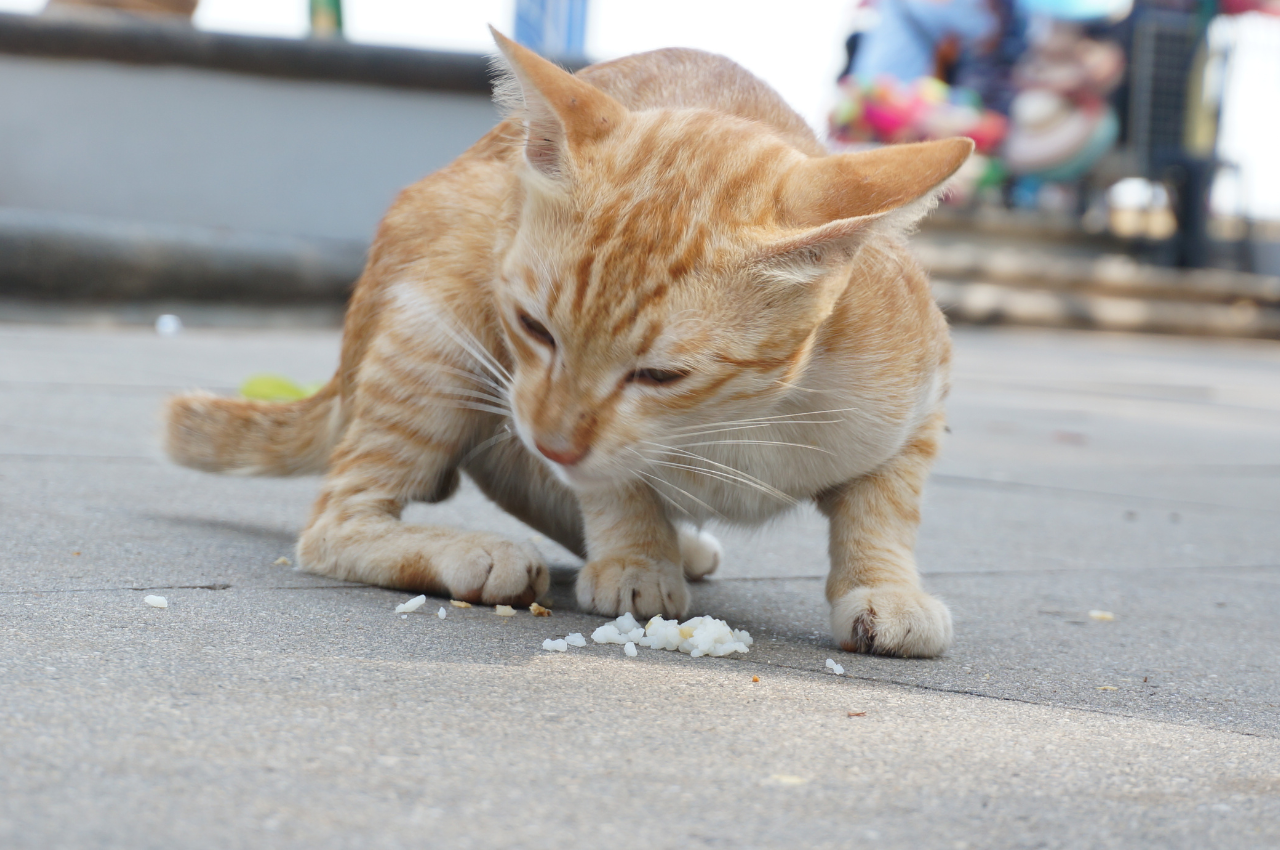 Is rice good for a cats diet?