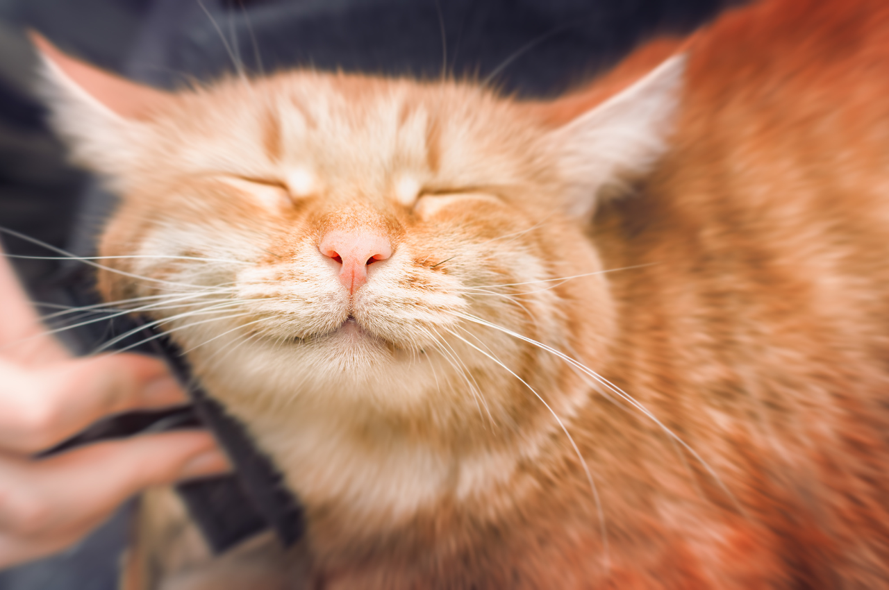 How to make a cat happy?