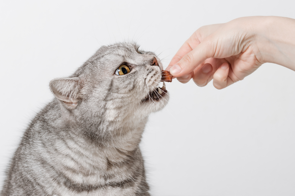 Cat nutrition essentials