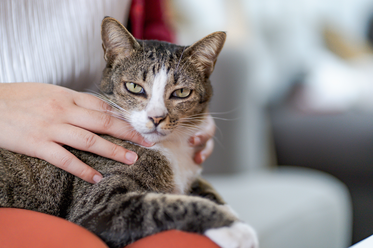 What does cat loves?