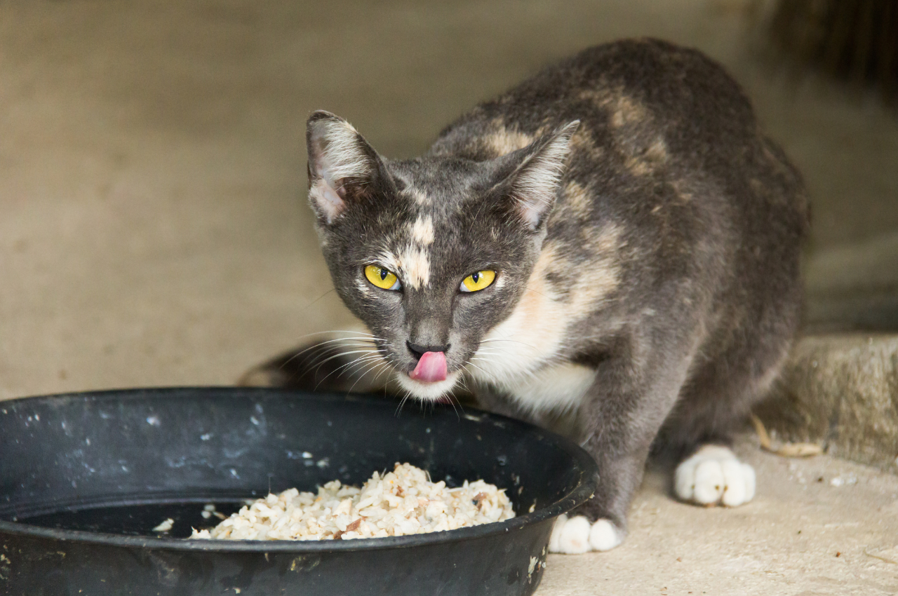 Can cats eat rice?