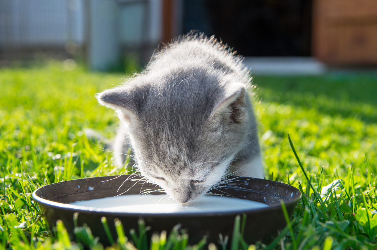 Can cats drink milk?