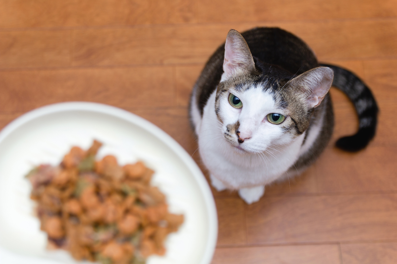 What is cats favorite food?